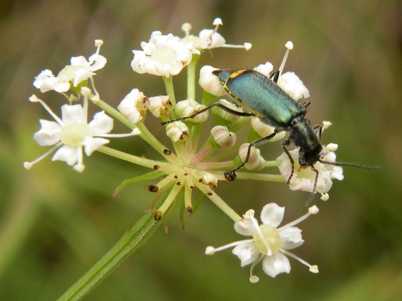 Malachiidae Clanoptilus emarginatus